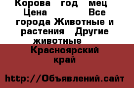 Корова 1 год 4 мец › Цена ­ 27 000 - Все города Животные и растения » Другие животные   . Красноярский край